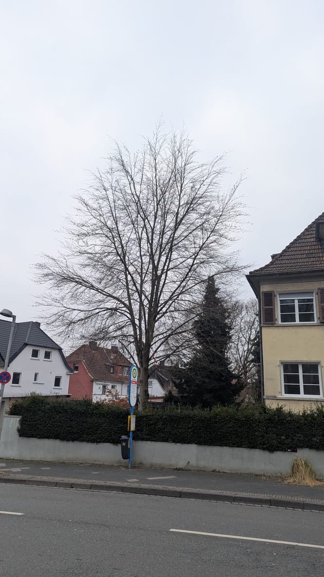 Baumpflege – Vorher